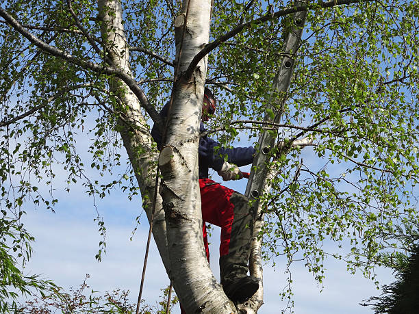 How Our Tree Care Process Works  in  Pleasant Hill, OH