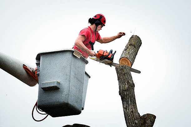 Best Fruit Tree Pruning  in Pleasant Hill, OH