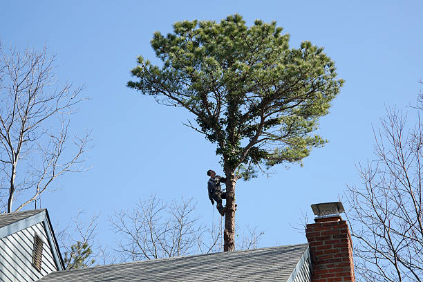 Best Commercial Tree Services  in Pleasant Hill, OH